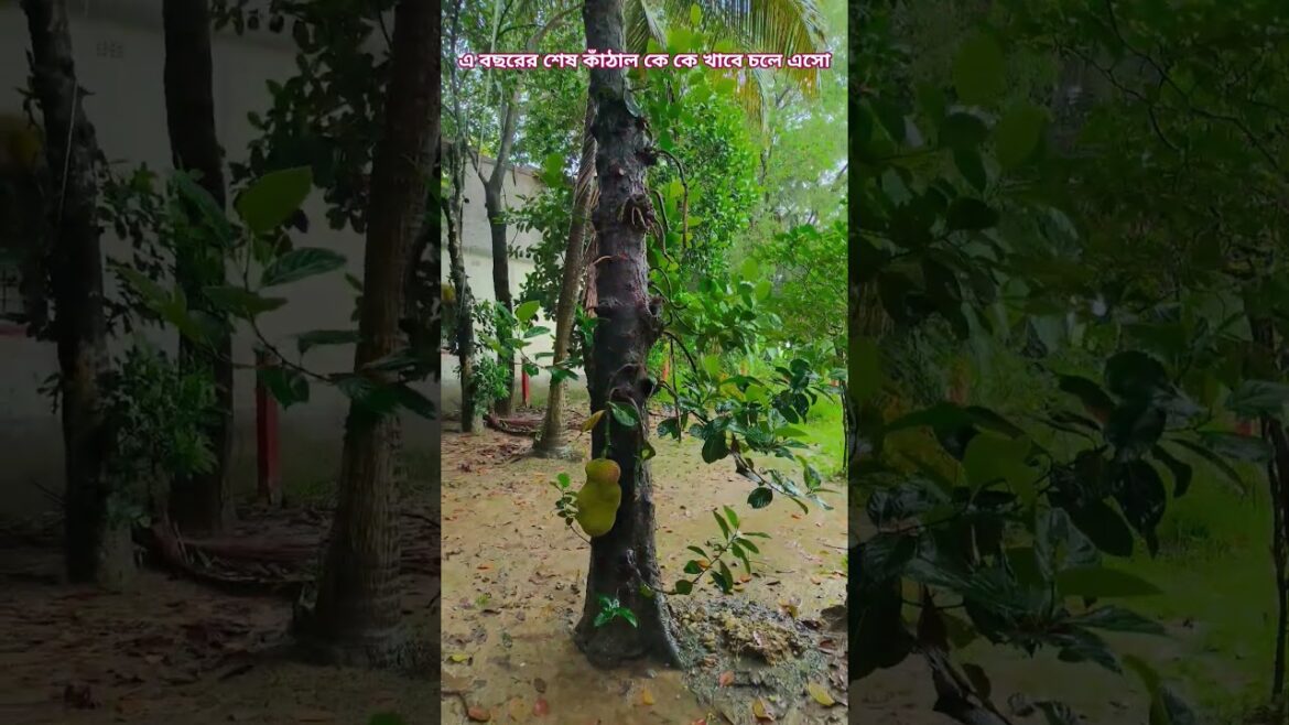 এ বছরের শেষ কাঁঠাল😋যে খাবে চলে এসো🕺 #gardening #youtubeshorts #UpdateGardening #garden #flower #rose এ বছরের শেষ কাঁঠাল😋যে খাবে চলে এসো🕺 #gardening #youtubeshorts #UpdateGardening #garden #flower #rose