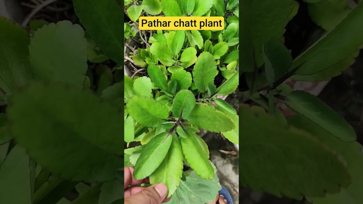 Pathar chatt plant #garden #terracegardenindia #gardendesign #gardening #gardenideas #farming