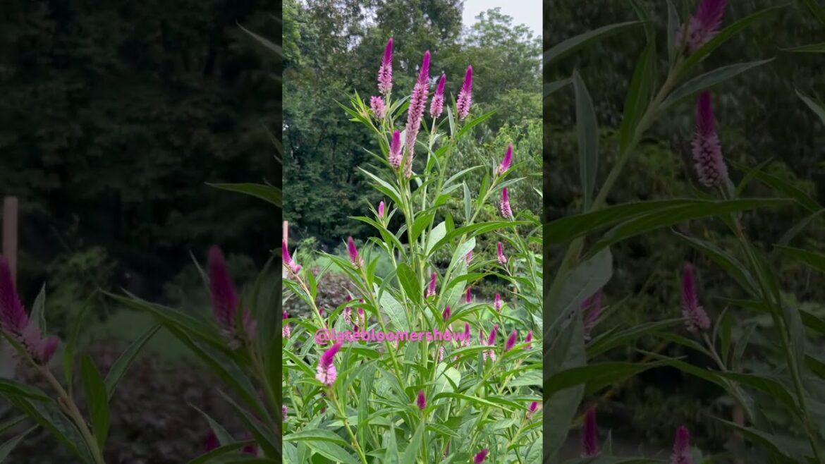 You’ve GOT to grow this plant! #celosia #gardening #latebloomer #celosiaspicata