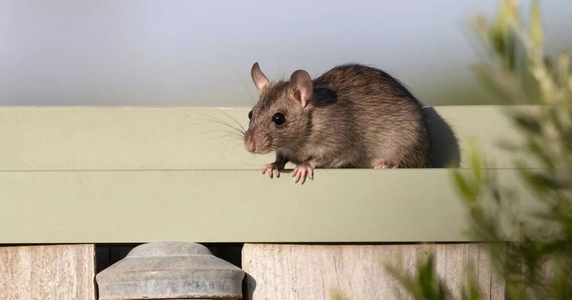 Keep rats out of your garden by removing 1 common item Ipso logo