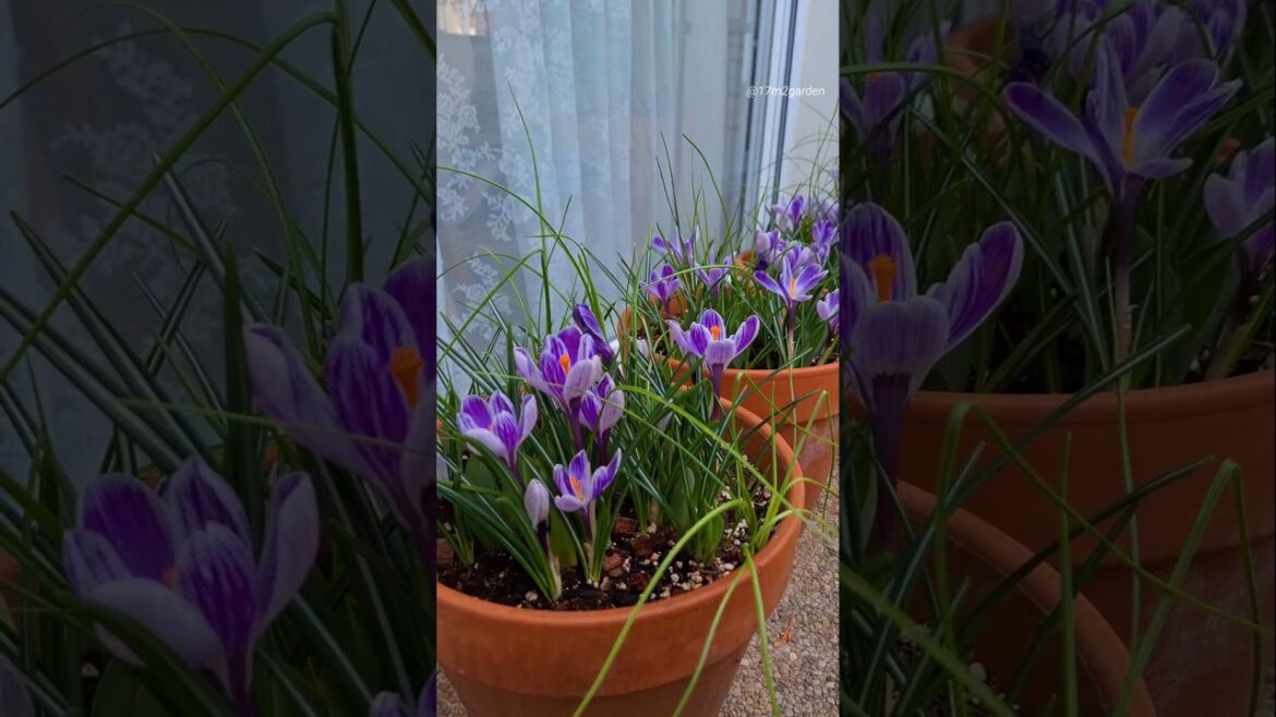 Crocus Pickwick In Bloom | Container Garden Crocus Pickwick In Bloom | Container Garden