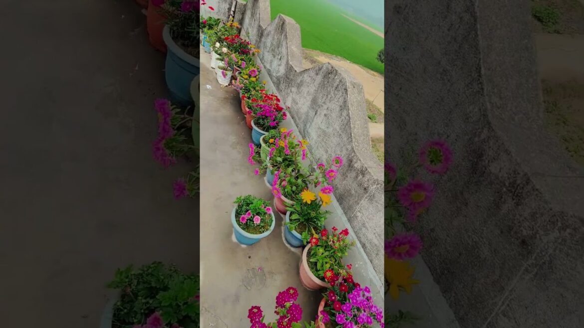 Ankhiyon Se Goli mar #gardening #youtubeshorts #UpdateGardening #garden #youtubeshort #flowers #rose