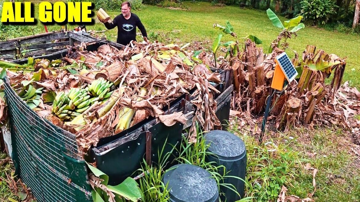 I Cut Down All My Bananas… Here’s Why!