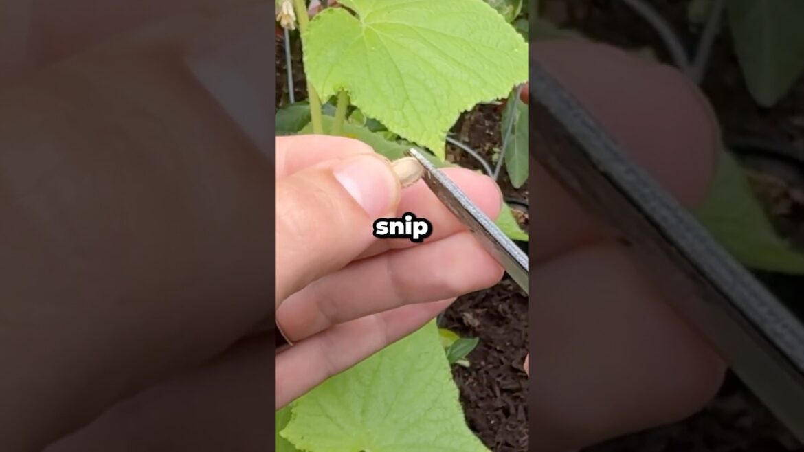 What Is Scarification and Why Do Gardeners Do It? #shorts