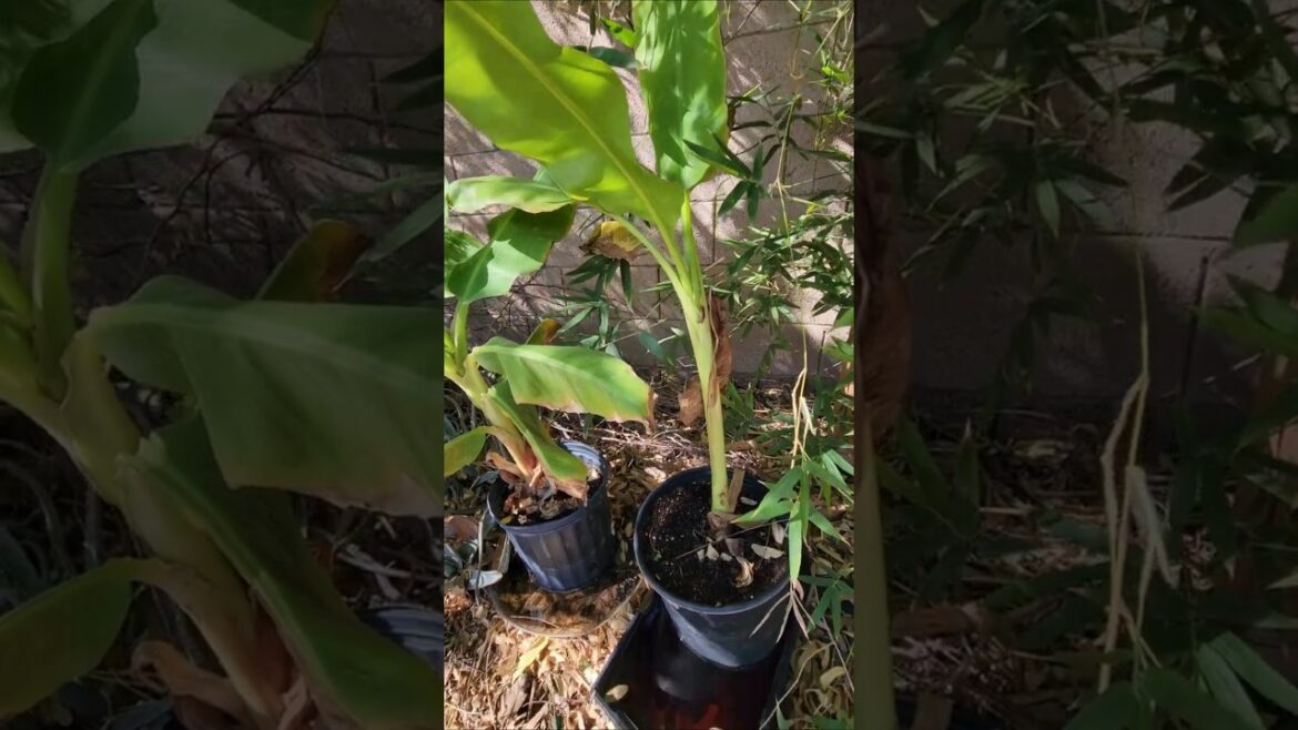 Garden Mosquito Control Hack Larvae Gone in 24 Hours! #gardening