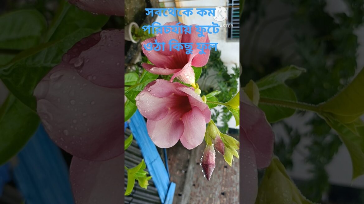 best low maintenance plants for front of house garden ☘️🪴#green#youtube#subscribe#video#viral#views