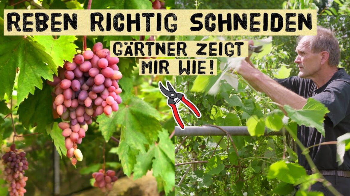 Weinreben schneiden – Gärtner zeigt, was (nicht) zu tun ist. Anleitung zum Rebschnitt Weinreben schneiden – Gärtner zeigt, was (nicht) zu tun ist. Anleitung zum Rebschnitt