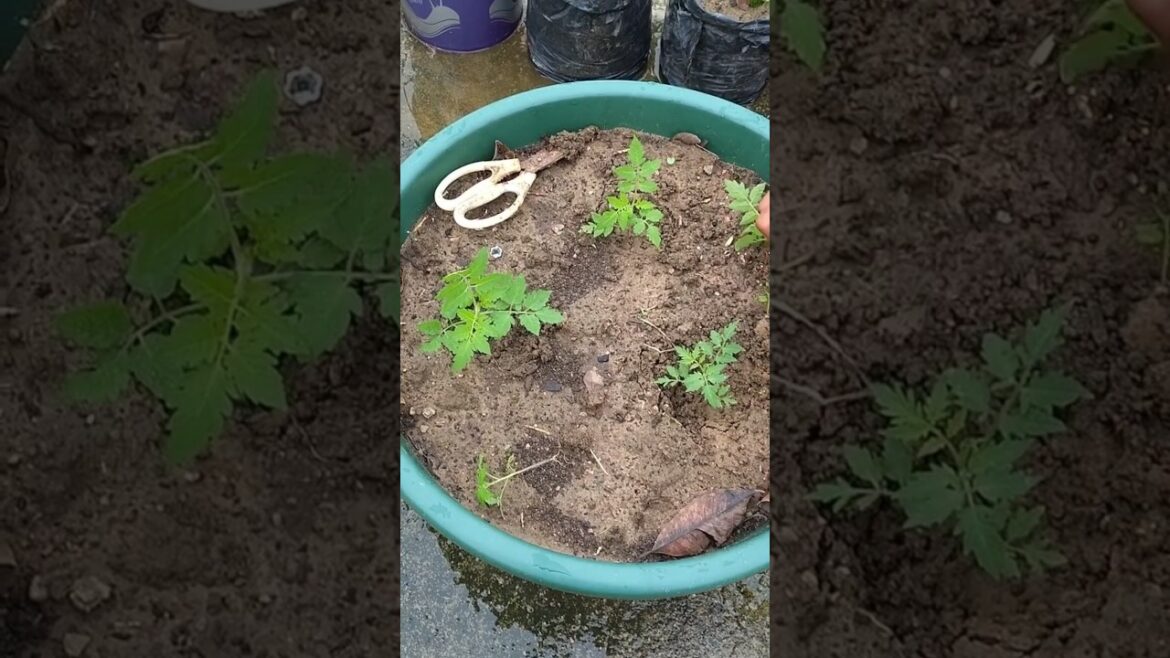 फ्री में मिले इतने सारे पौधे 😊#viralvideo #gardening #vegetablegarden #shorts #shortvideo