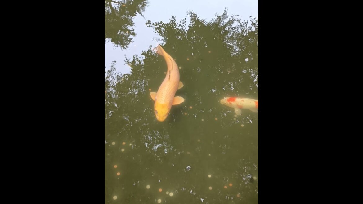 Japanese garden #music #singer #Lewisville #song