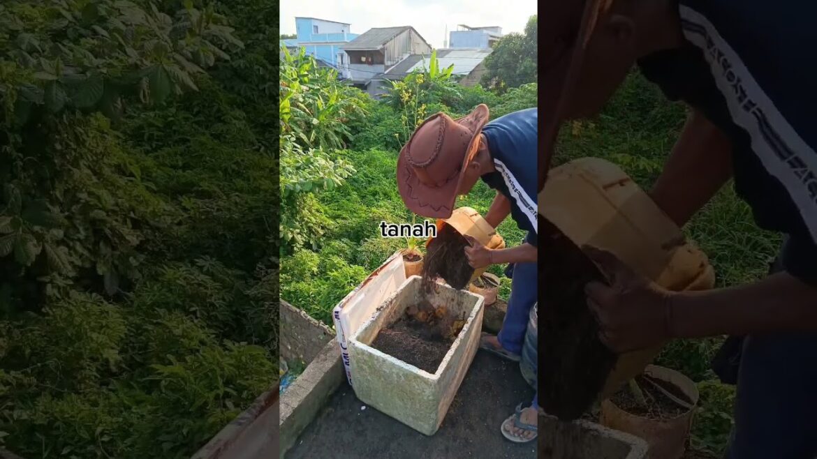 cara membuat kompos di dalam barang bekas #shorst #gardening #caramerawattanaman #fypyoutube