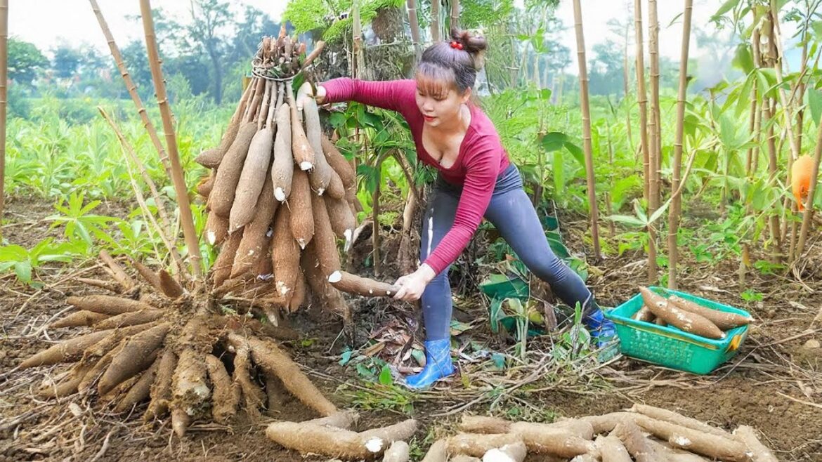 Harvesting 1000+ Cassava Roots and Selling at the Market | Vegetable Gardening | Family Farm Harvesting 1000+ Cassava Roots and Selling at the Market | Vegetable Gardening | Family Farm