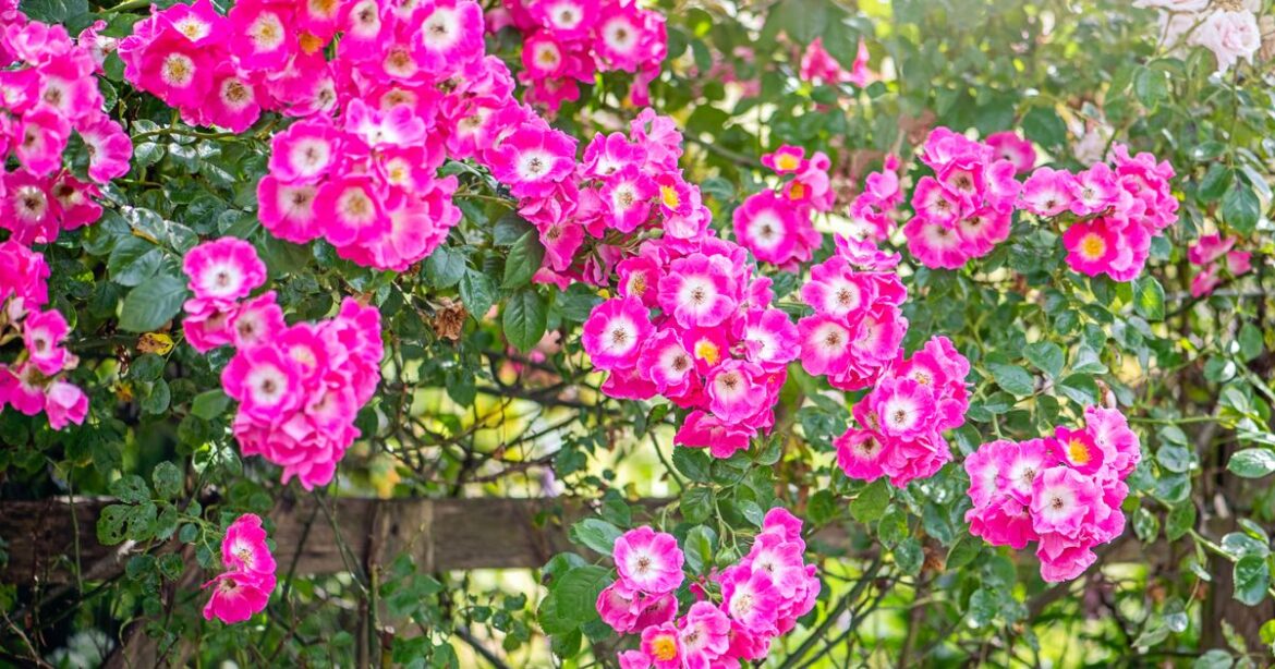 Gardeners warned over ‘essential’ job for August to get garden looking good Ipso logo