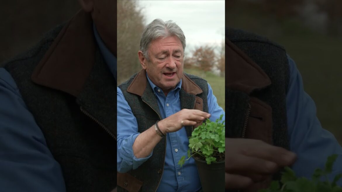 Flowers for Months! #gardeningtips #alantitchmarsh #geranium Flowers for Months! #gardeningtips #alantitchmarsh #geranium