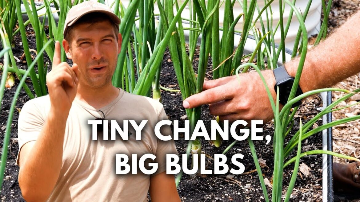 Do This ONE THING to Grow Larger Onions Guaranteed!