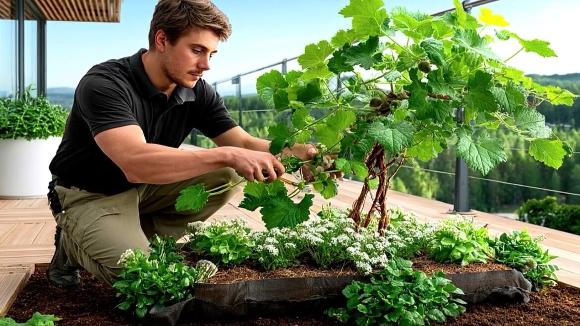 Grow Tons of Cucumbers in Soil Bags | Secret Tips for a Massive Harvest! Grow Tons of Cucumbers in Soil Bags | Secret Tips for a Massive Harvest!