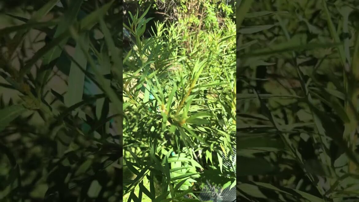 Got Aphids on your Milkweed? Here’s how to get rid of them! Got Aphids on your Milkweed? Here’s how to get rid of them!