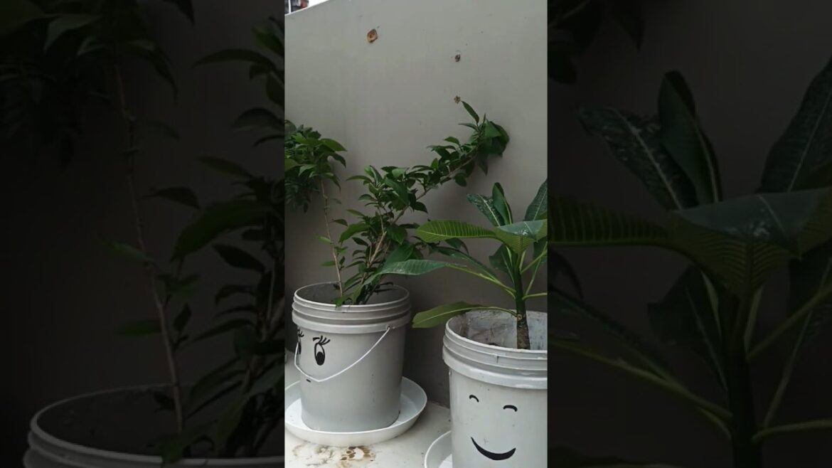 #gardening #garden #flowers #plants #nature #gardenlife #gardendesign #flower#gardener #reelitfeelit #gardening #garden #flowers #plants #nature #gardenlife #gardendesign #flower#gardener #reelitfeelit