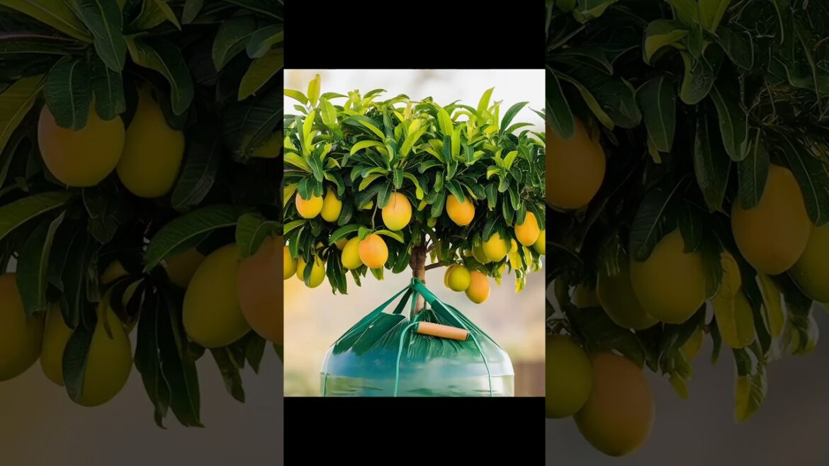 Grow Your Mango Tree 10 Times Faster in Just 2 Weeks!