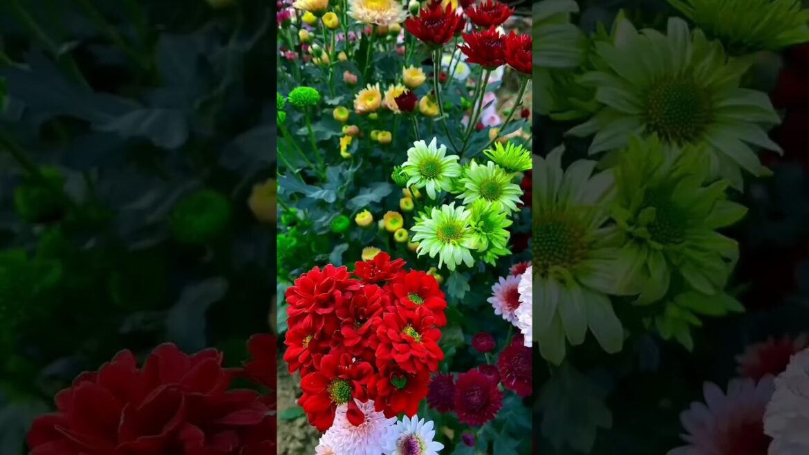 Outdoor Decorating Tips for Beginners #gardening #plants #naturephotography #oasis #flower