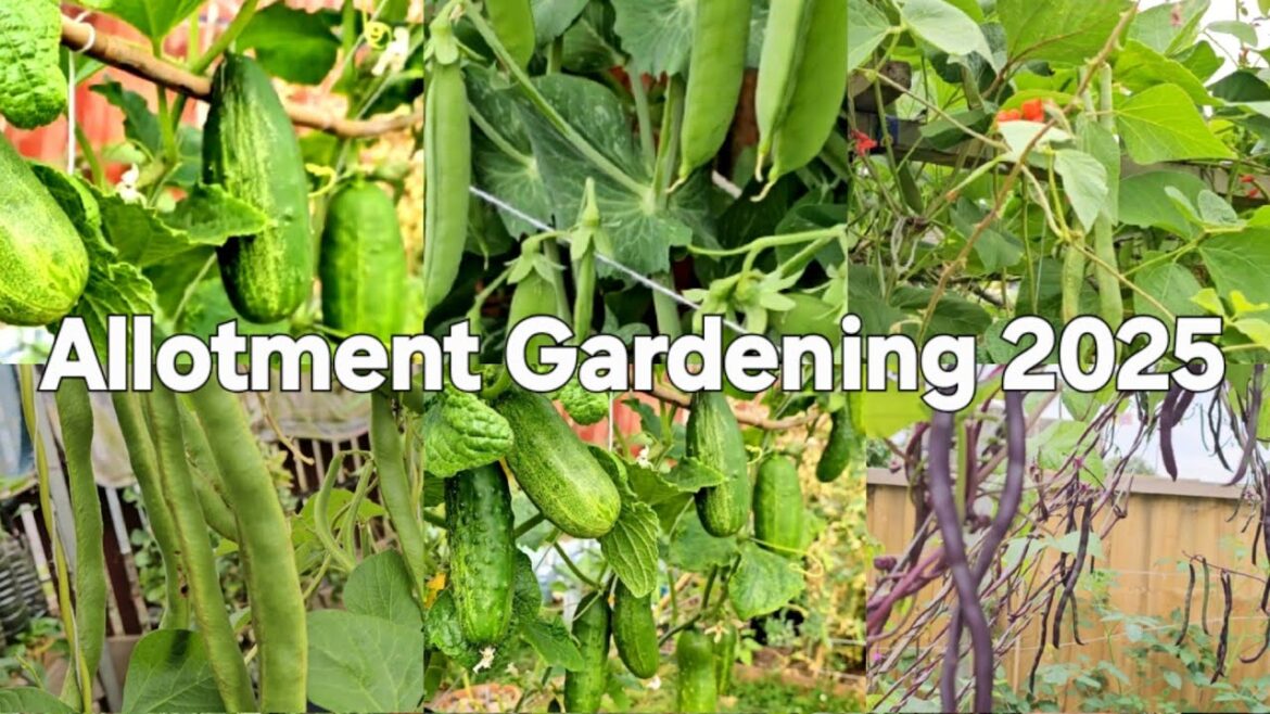 Organic Vegetable Gardening at Home,  Garden Tour, Green Peas Harvest