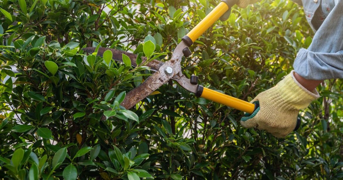 Professional gardener shares which 7 plants must be pruned in August Ipso logo