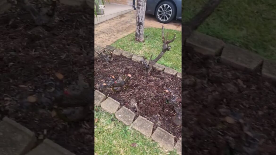 Time to prune your Roses in Sydney #gardening #garden #rosegarden #lawncare #landscaping