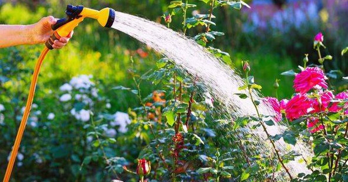 Garden expert debunks common myth confusing Brits during UK heatwave Ipso logo