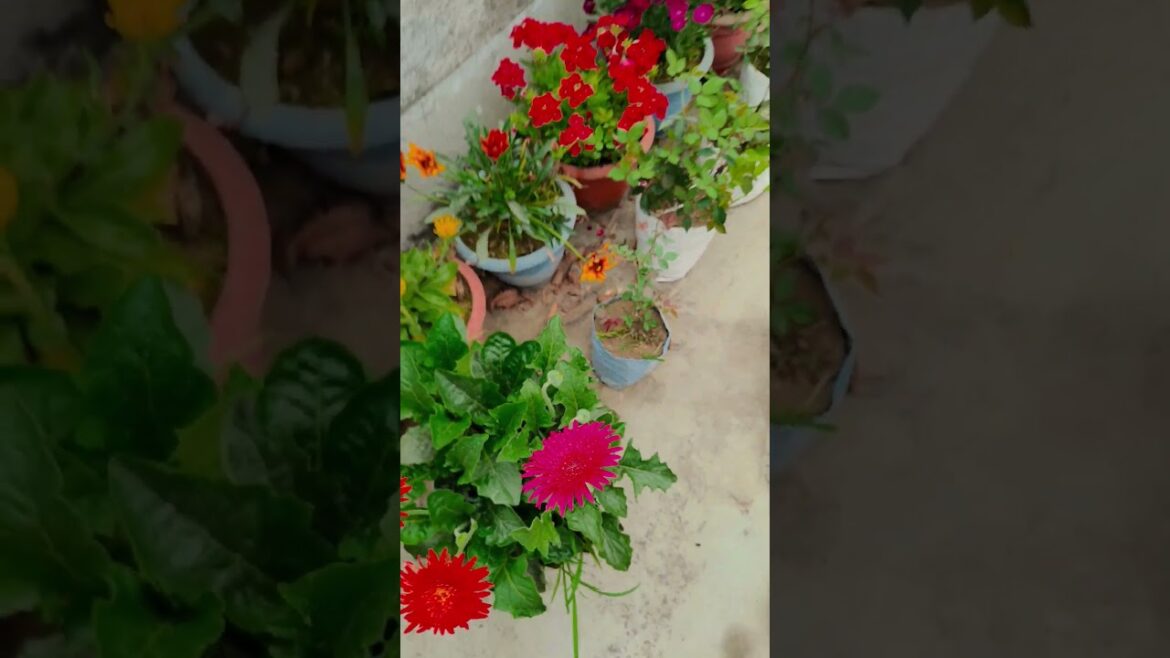 Jimmy Jimmy aaja #gardening #youtubeshorts #UpdateGardening #garden #youtubeshort #flowers #rose