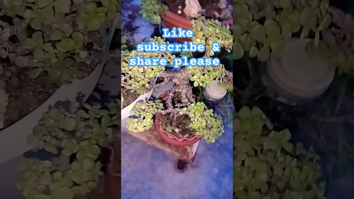 beautiful Topiary 28 July 2025 #youtubeshorts #shortsviral #garden #plants #trendingvideo