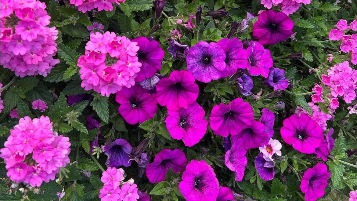 Container Gardening - Pink Verbena Steals the Show!