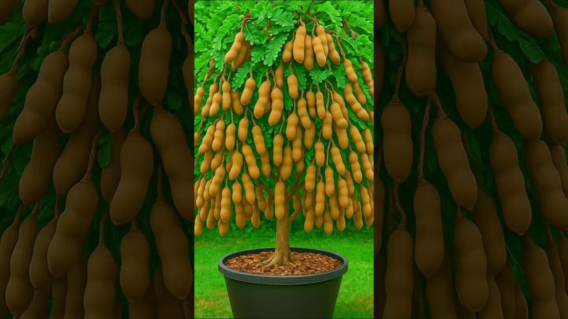 How I Grew a Tamarind Tree in a Pot | 45 Days Time Lapse | Tetul Chara How I Grew a Tamarind Tree in a Pot | 45 Days Time Lapse | Tetul Chara