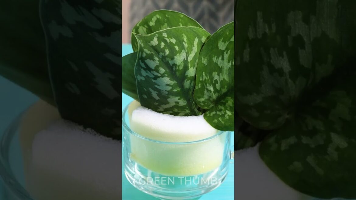 Grow Your Plants On SMALL Space: Guide for Tiny Garden