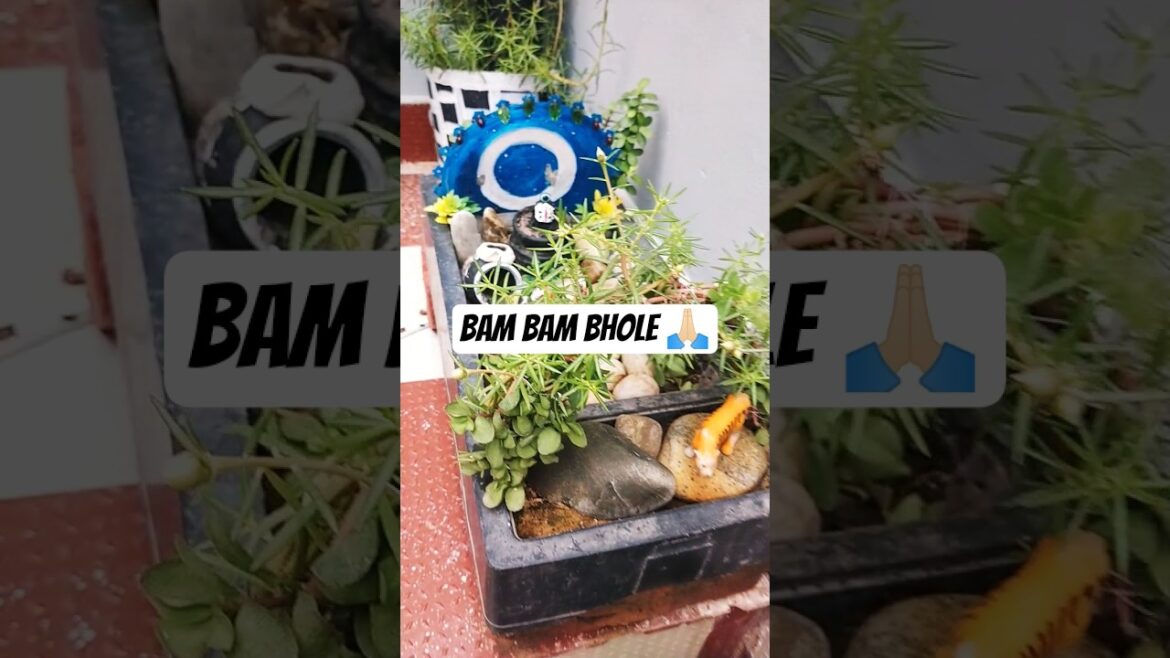 mere bhole nath 🙏🏻#garden ideas#shortsfeed #diy#garden design#yt shorts 👍🏻 🌱🙏🏻