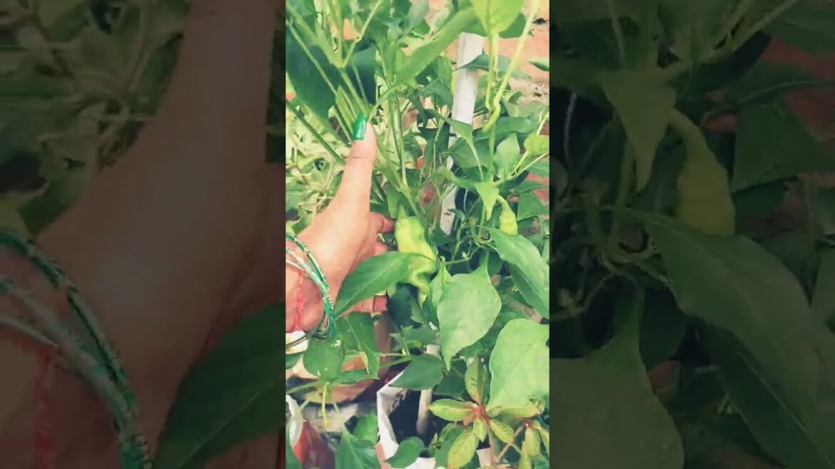 Mirchi ka paudha #mirchi #vegetablegardening #tarrecegarden #plants #akchukafun Mirchi ka paudha #mirchi #vegetablegardening #tarrecegarden #plants #akchukafun