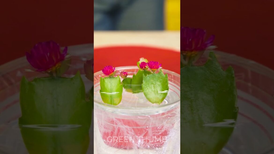 ⚡ Surprising Plant Tips Every Gardener Should Know! ⚡ Surprising Plant Tips Every Gardener Should Know!