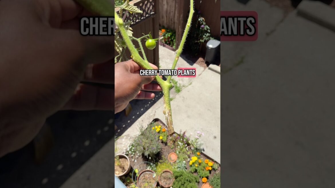 Endless tomatoes hack! 👍🏿🍅 #gardening #growingtomatoes #beginnergardening