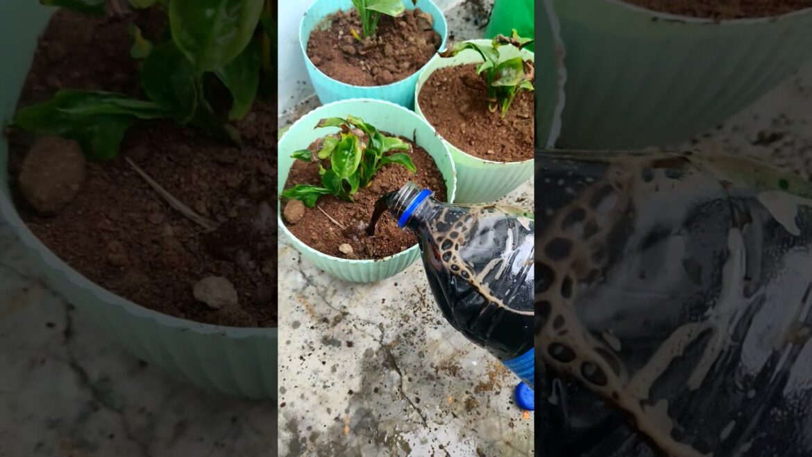 chup chaap apna kaam karo🌿🌻 l #shorts #homegardening #ytshorts #motivation #trending #terracegarden chup chaap apna kaam karo🌿🌻 l #shorts #homegardening #ytshorts #motivation #trending #terracegarden