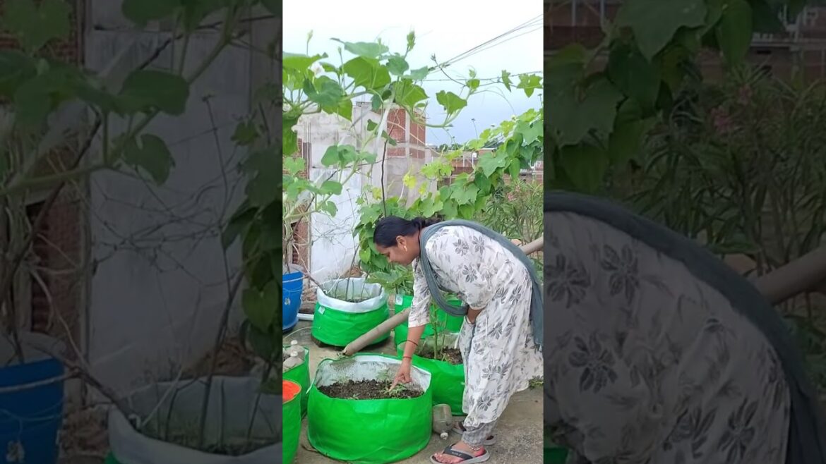 पता नहीं इन पौधों का क्या होगा 🤔 #gardening #viralvideo #vegetablegarden #shortvideo #shorts पता नहीं इन पौधों का क्या होगा 🤔 #gardening #viralvideo #vegetablegarden #shortvideo #shorts