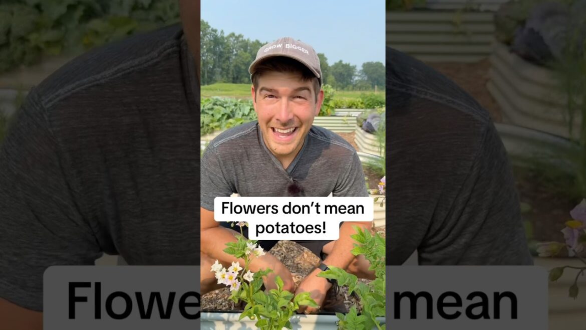 Don’t Harvest Potatoes  When They Flower! 🥔 #gardening #garden #shorts