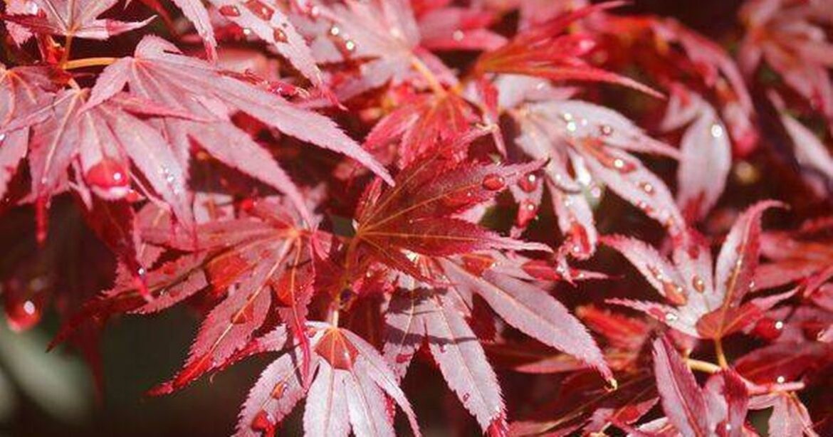Japanese Acers will turn bright red when watered with one thing in soil Ipso logo