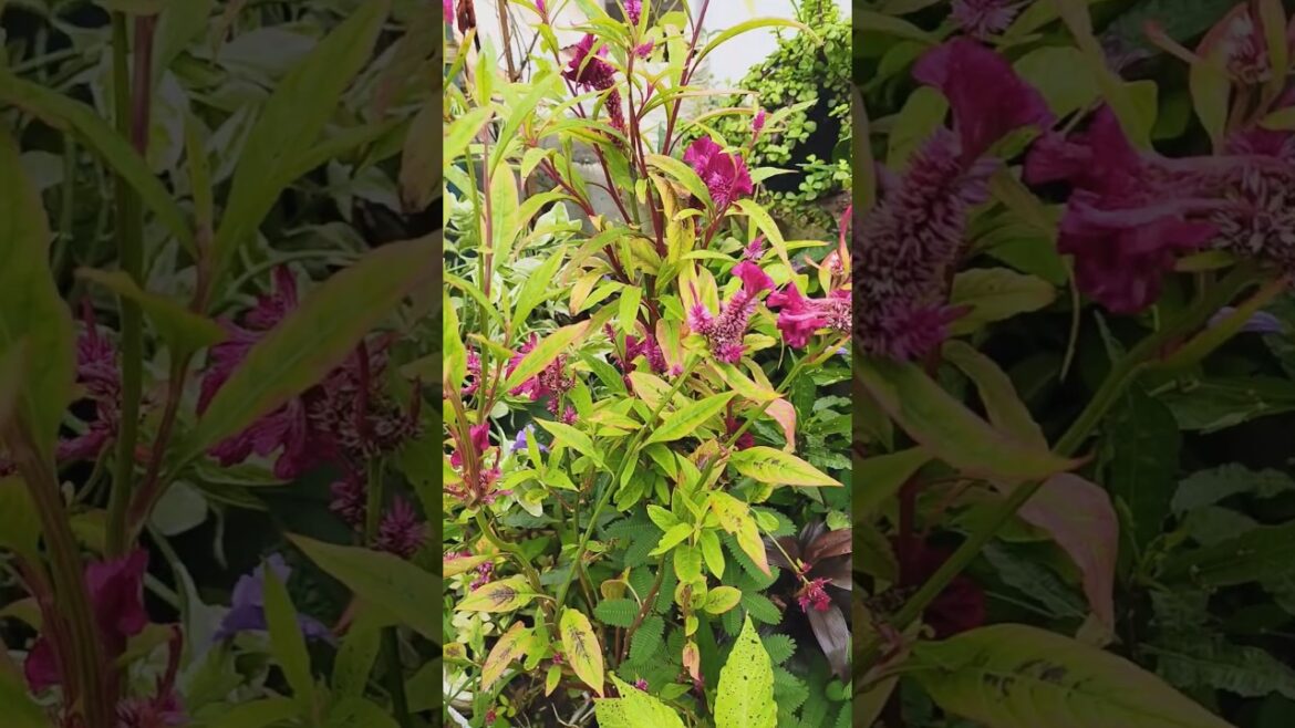 Free ke plant #gardencare #gardening #greenlove #gardenplants #gardenplants #garden #gardendesign