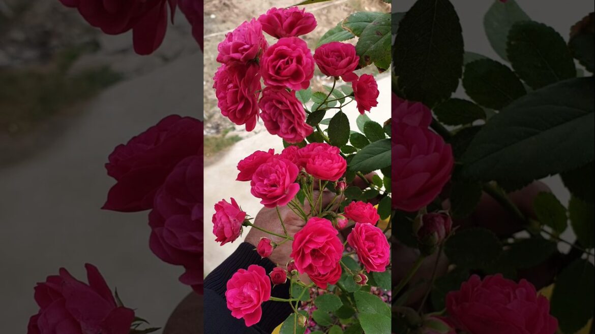 How to Grow Roses from Cuttings (EASY METHOD)#shorts#plants