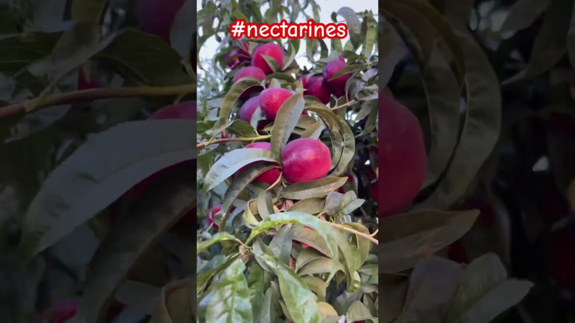 Nectarines from the backyard #garden  #backyard  #fruits  #homegrown #reels