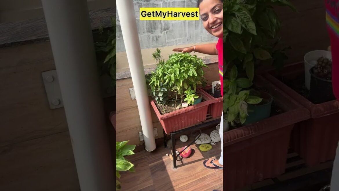 Tulsi Ko July August Mein Chahiye Yeh Care | How to Make Holy Basil Bushy | तुलसी को घना कैसे बनाये Tulsi Ko July August Mein Chahiye Yeh Care | How to Make Holy Basil Bushy | तुलसी को घना कैसे बनाये