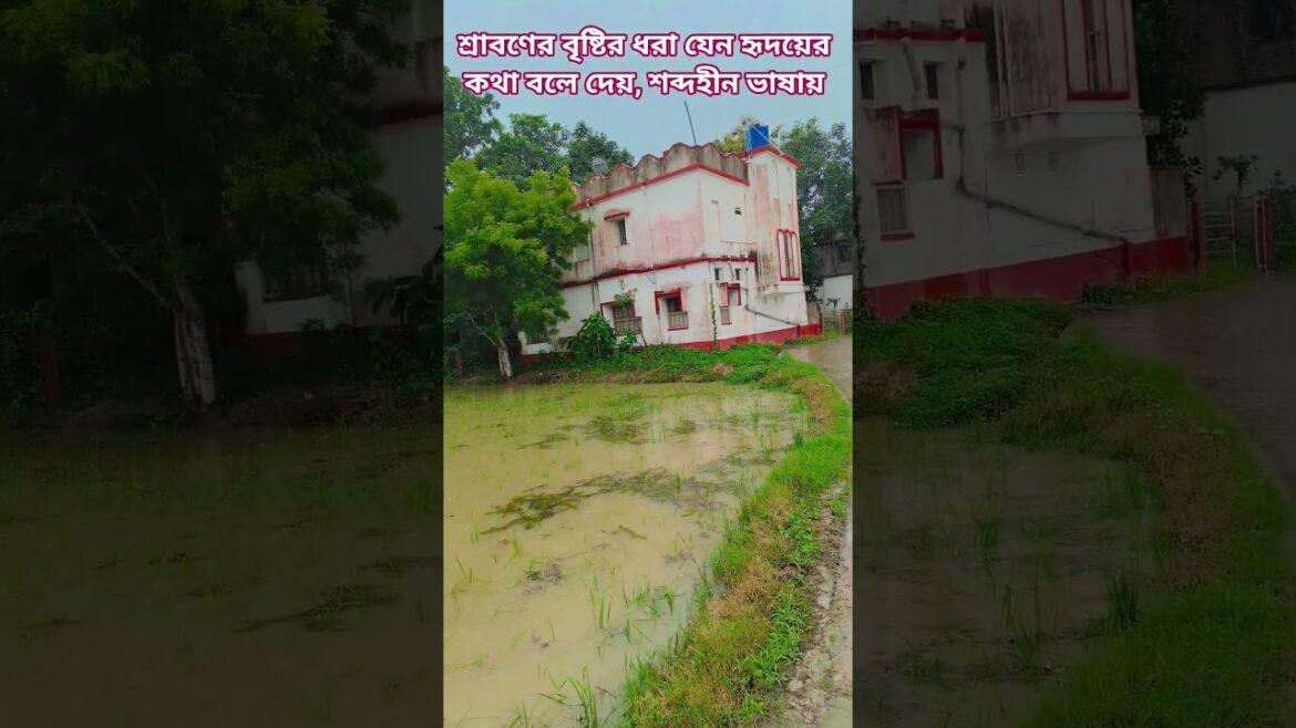 শ্রাবণের বৃষ্টির ধারা হৃদয়ের কথা বলে দেয়🌧️ #gardening #youtubeshorts #UpdateGardening #garden