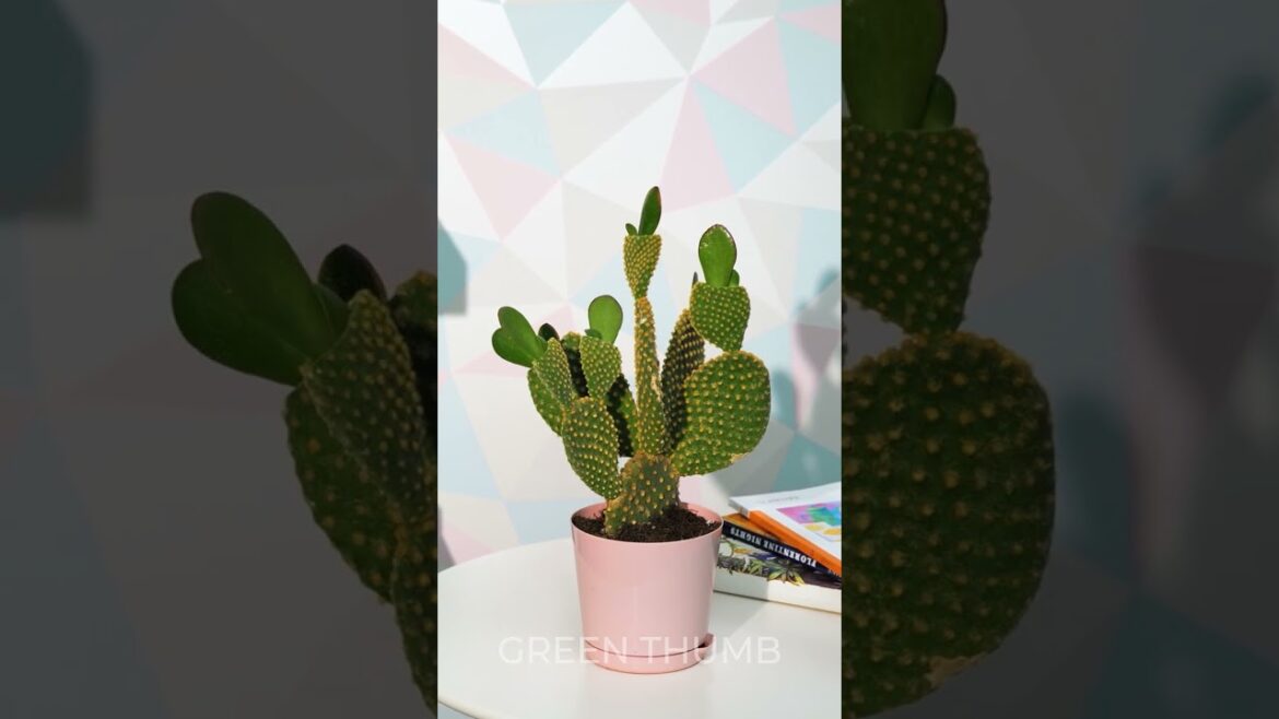 Discover the Secrets to Perfect Gardening Containers Discover the Secrets to Perfect Gardening Containers