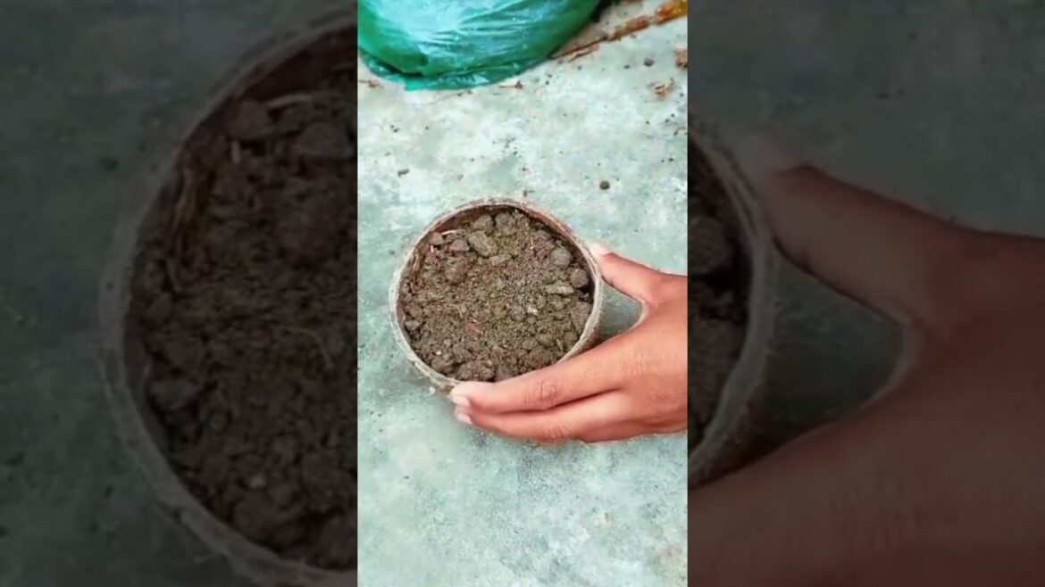 #flowers #naturesvoice #gardenideas #nature #beautifulworld #gardendesign #garden