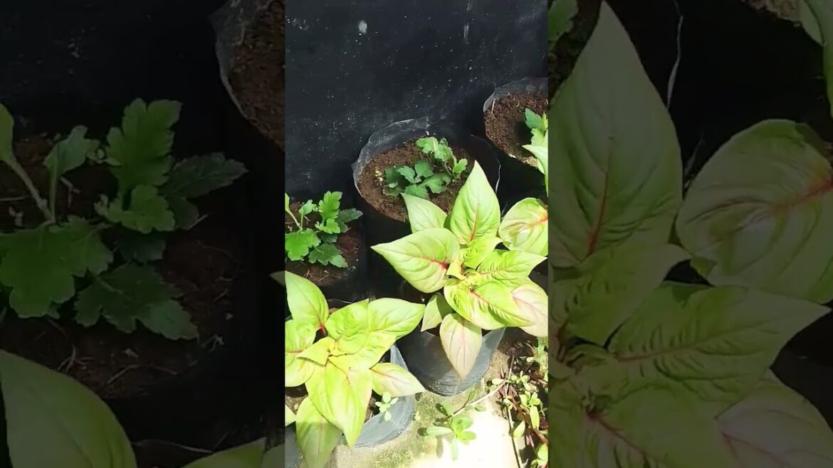 my beautiful plants 🌿🌱🥰👩🏻‍🌾 #gardening #gardendesign #plantsofindia #plantsofindia #gardendelight