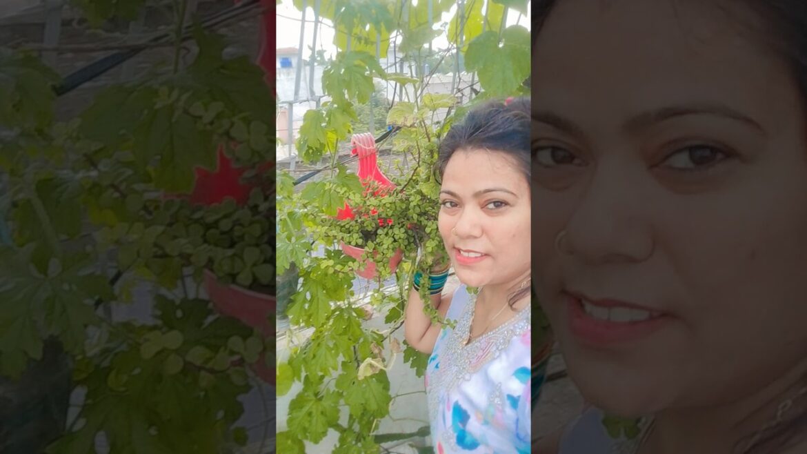 #gardendesign #youtube #shortsvideo #viralvideo #viralshort how to grow on