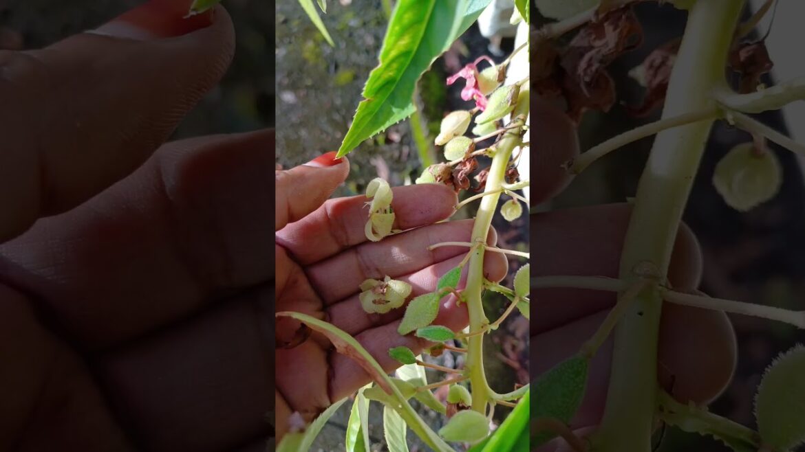 🥰💖 || #garden #terrace #trending #shorts #fyp #plants #vegetables #yt